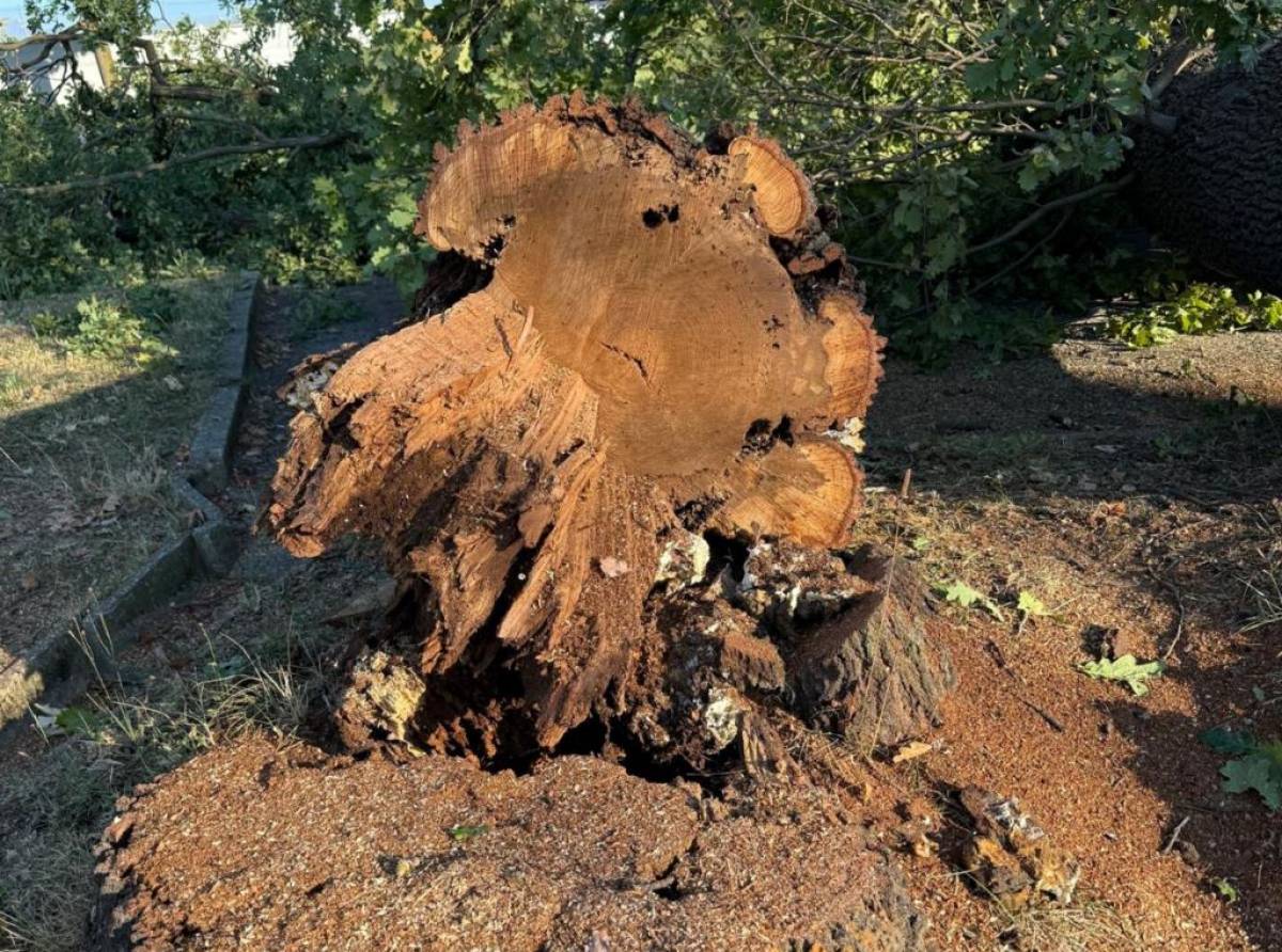 San Francesco al Campo, addio a cinque querce in via Ritirata: “Una scelta dolorosa ma inevitabile per la sicurezza”
